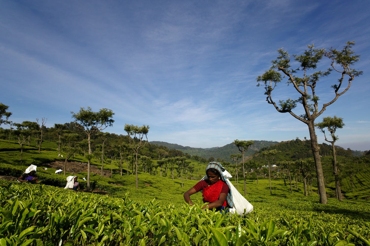 Woman picking tea in an open plain with tall trees in India under a clear blue sky