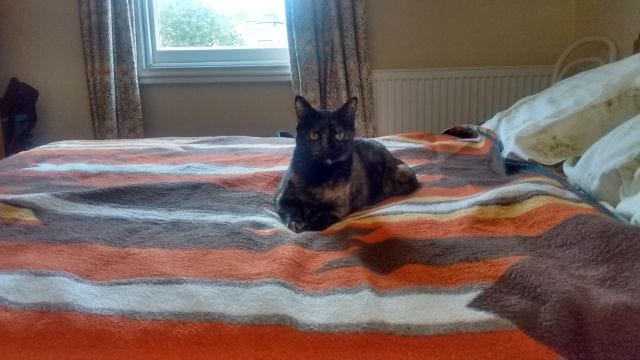 The cat on the bed at the B&B