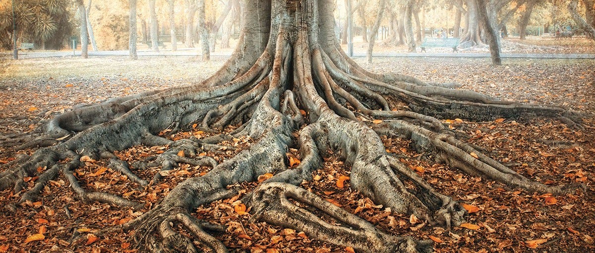 Why do trees have such shallow root systems? | BBC Science Focus Magazine