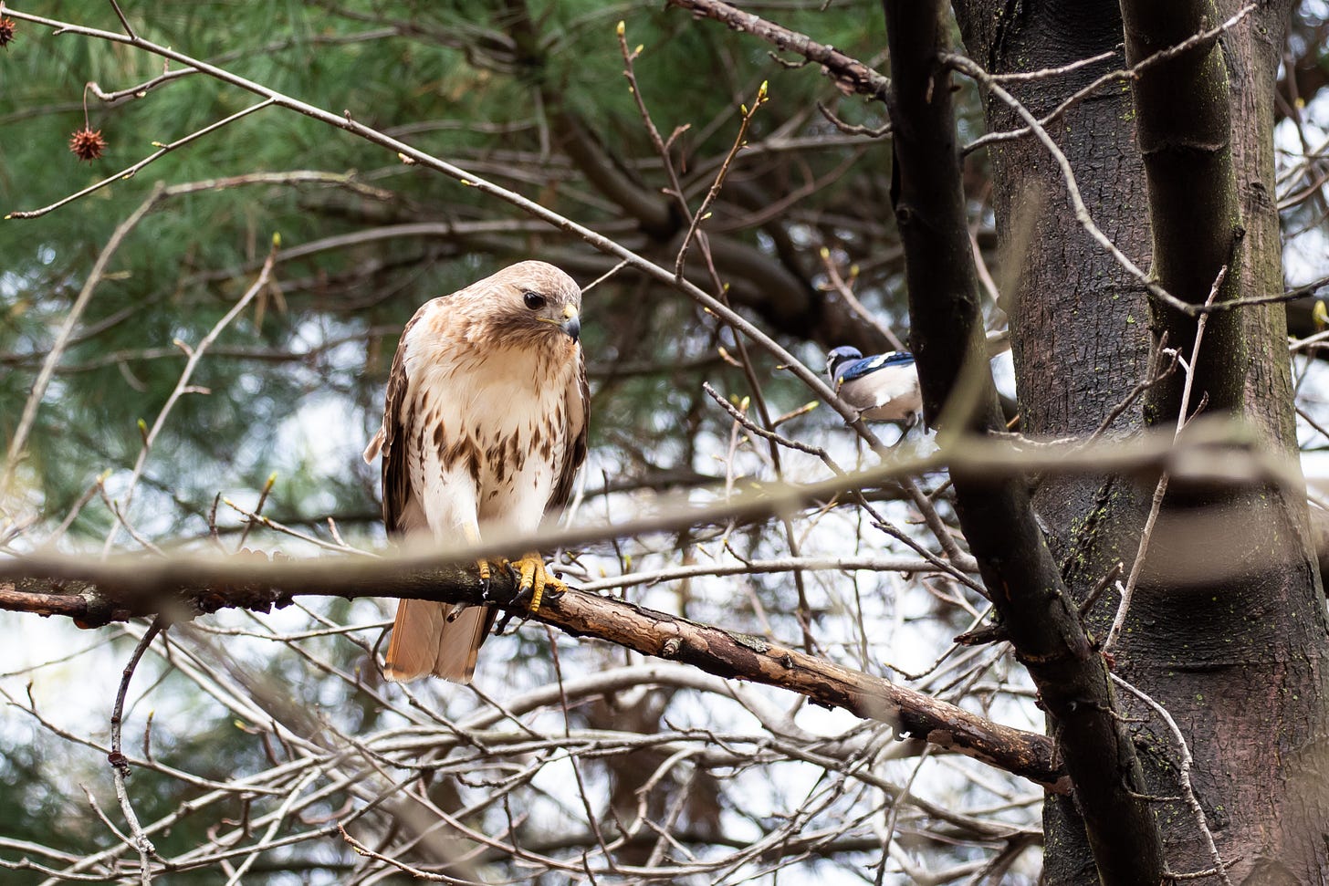 a red-tailed hawk - brown hawk with brown streaking across its belly - perched in a tree and staring down a blue jay, a bird about a tenth the size of the hawk with a white belly and bright blue patterned back, who is shouting directly into the hawk's face