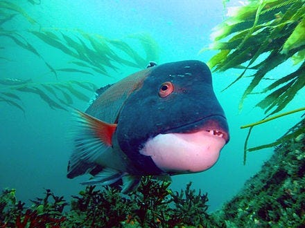 casheepshead