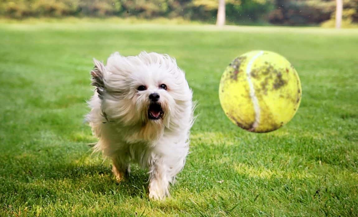 My Dog Won't Stop Playing Fetch: How to Handle a Fetch-Obsessed Dog