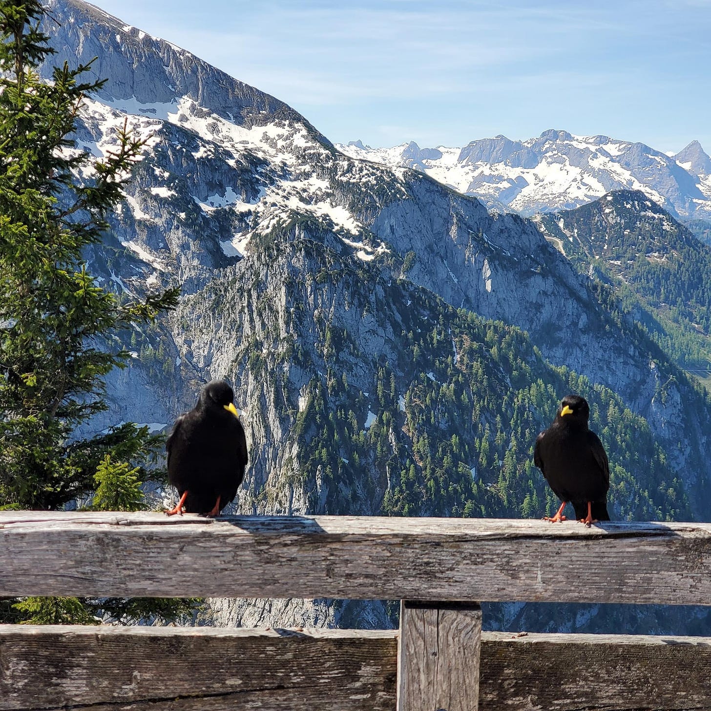 Two jack daws sit on a wooden railing high up in the Alps, with mountain peaks behind them. 
