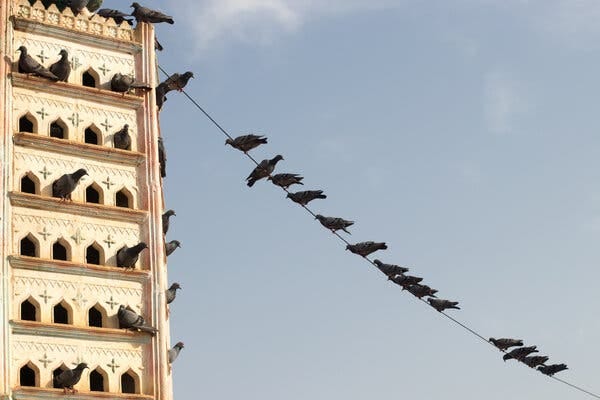 Pigeons occupy a birdhouse and rest on an adjoining wire.