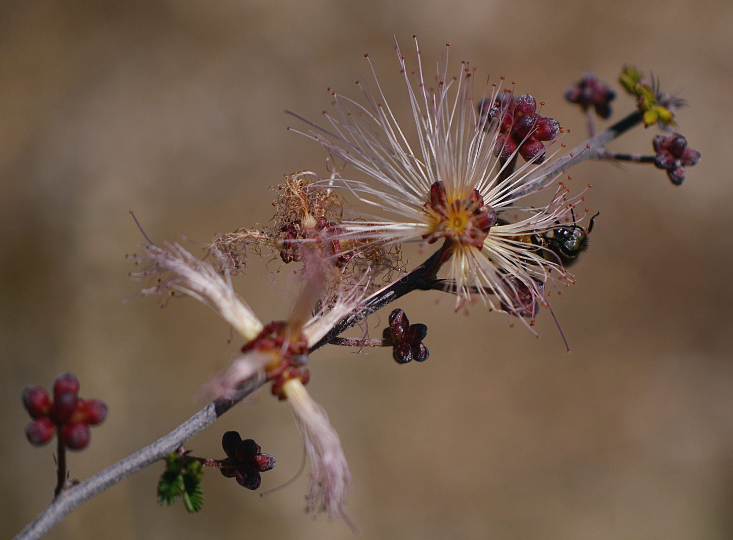 bee, bloom and buds on a branch of wild Calliandra eriophylla