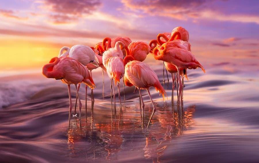 20 Gorgeous Flamingo Pictures and Facts
