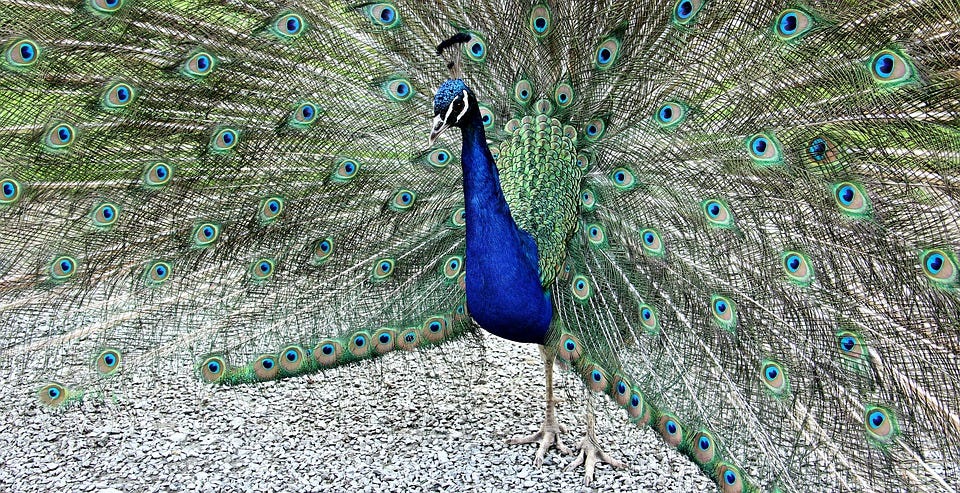 Free photos of Peacock