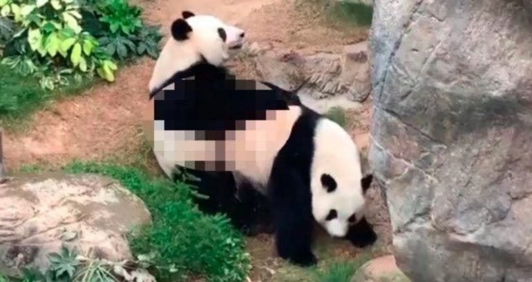 giant pandas giant pandas