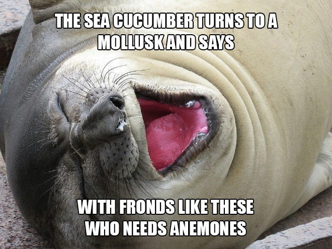 Seal Jokes