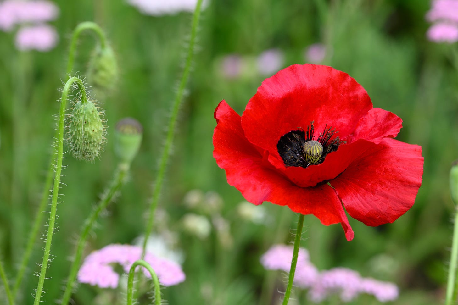 A red poppy against a field of green with a few pink flowers among the greenery