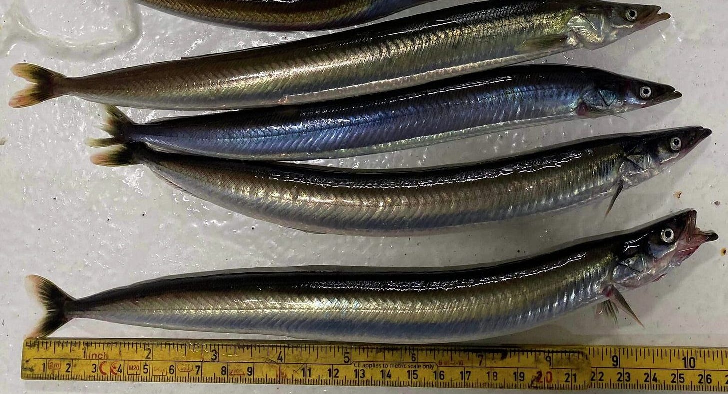 Good signs for sand eel as Norwegian landings continue alongside herring -  Undercurrent News