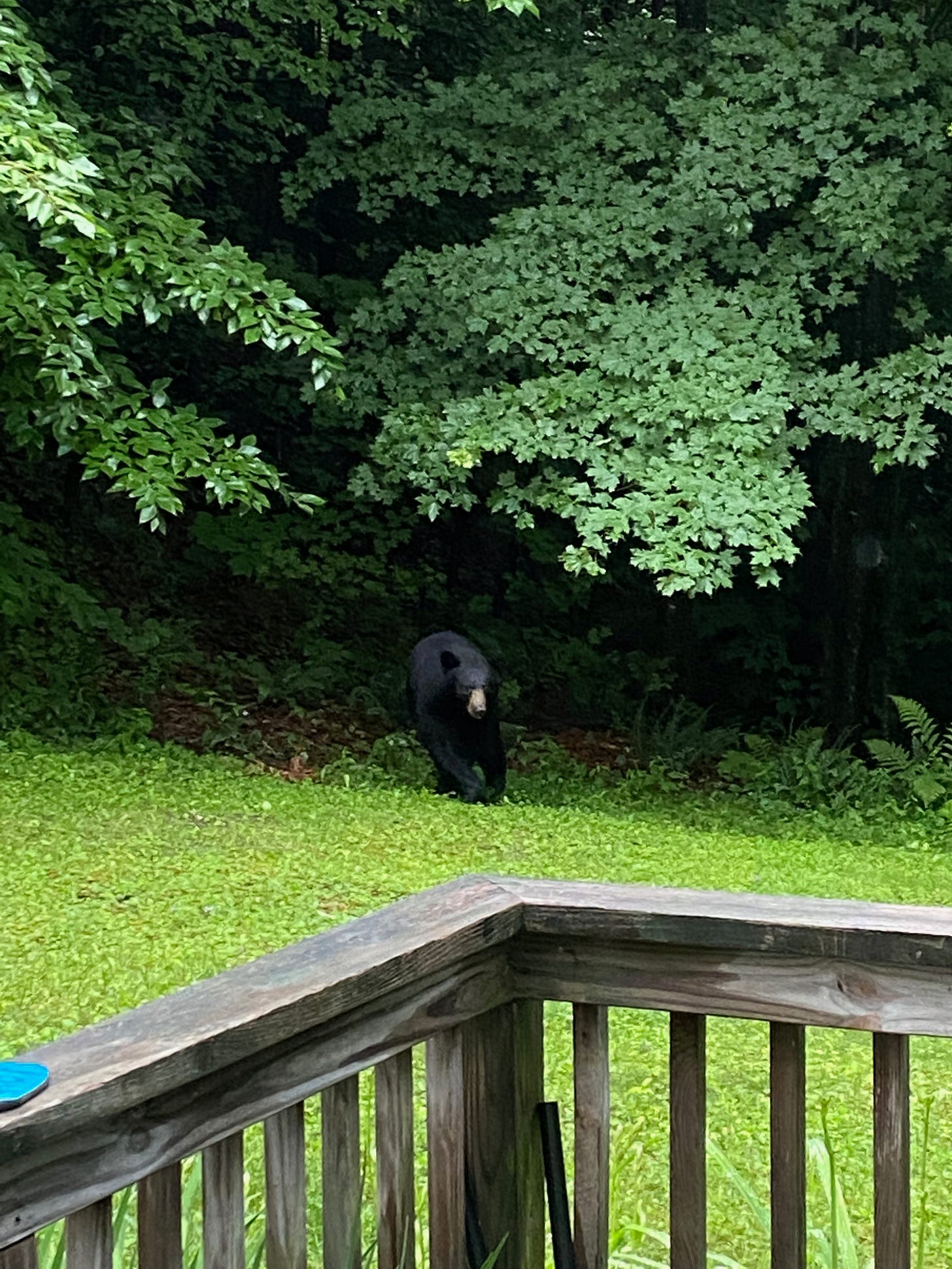 A black bear standing on all fours at the edge of a lawn, looking right at the camera. There is a porch railing in the foreground.
