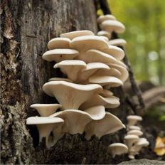 Tips On How To Find And Cook Wild Oyster Mushrooms — Book Wild Food  Foraging Classes Online | ForageSF