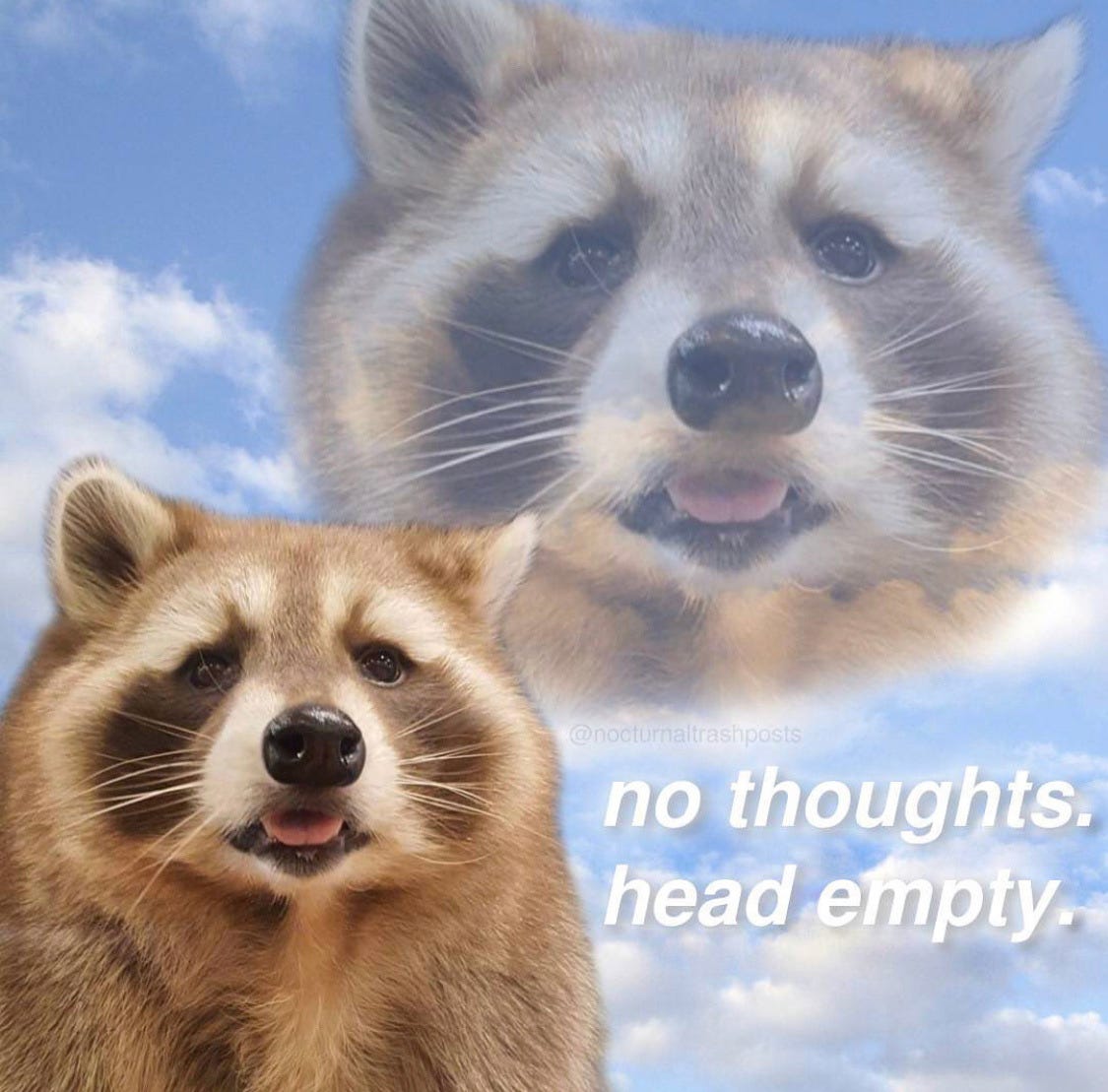 #raccoon memes from raccooncore