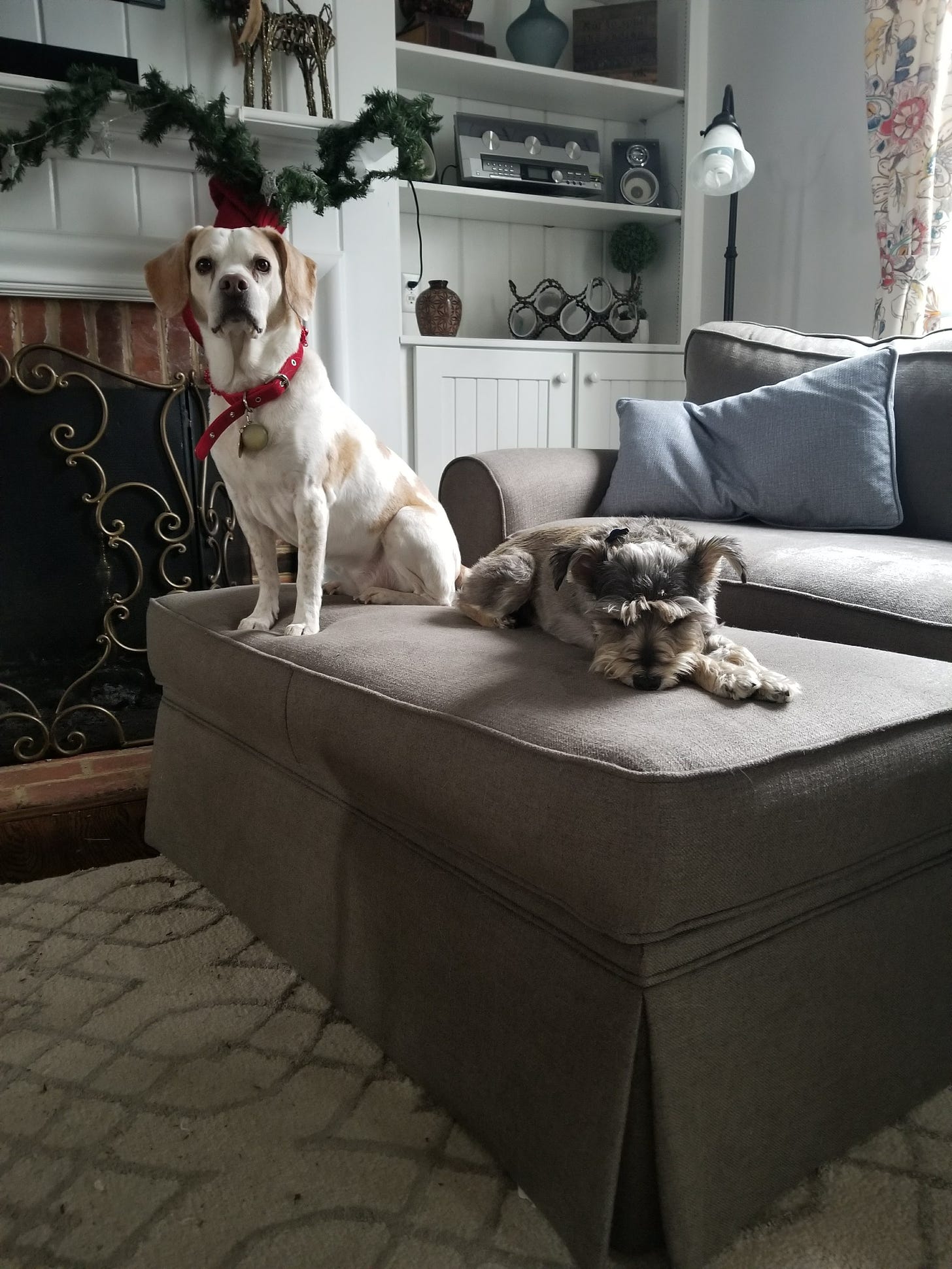 Picture of two dogs (one a beagle mix and the other a miniature schnauzer mix) sitting and laying on an ottoman.
