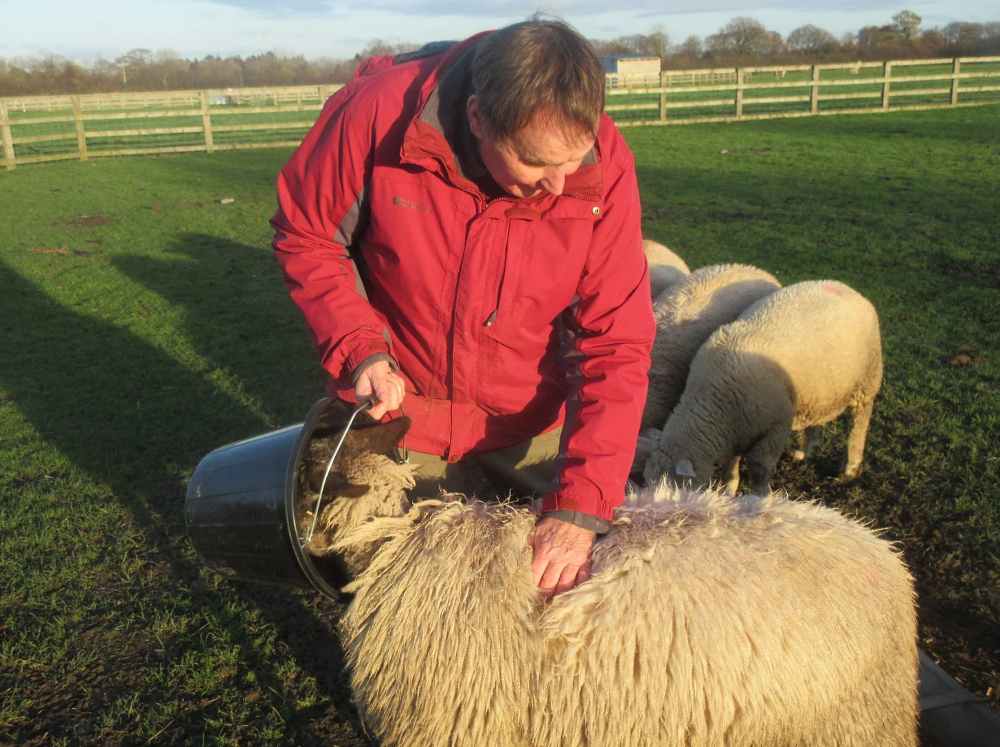 My dad, in a red coat, feeds a sheep on a farm that specialises in working with those suffering from dementia.