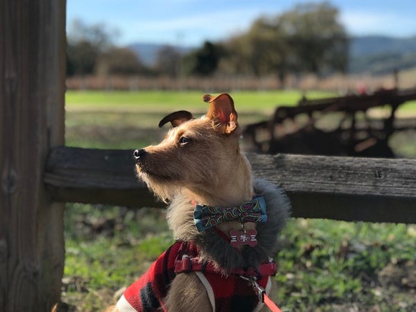 Stanley, who belongs to loyal subscriber Denise, donned this ensemble for Bowtie Tuesday. Want your pet in The Highlighter? j.mp/nominatepet