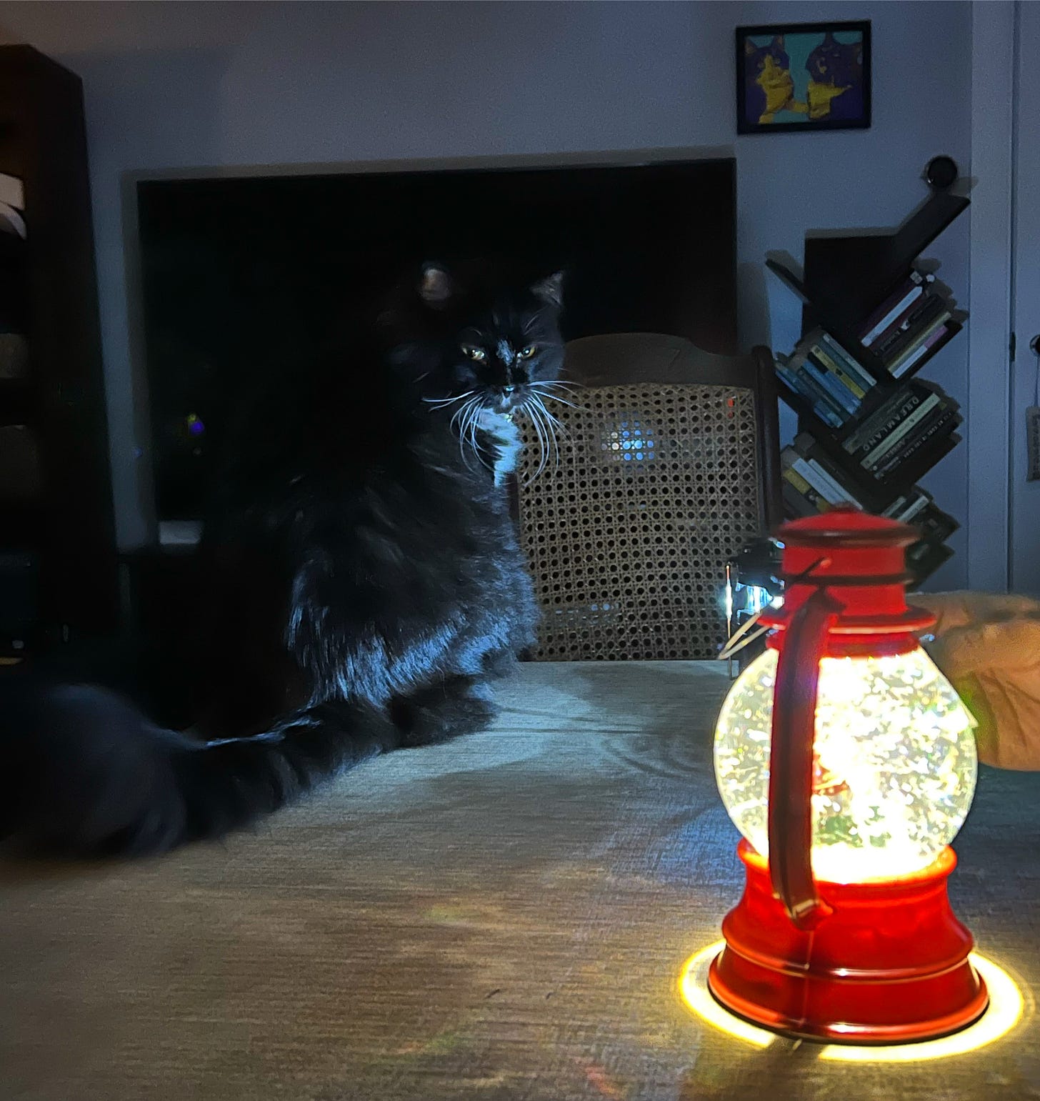 A fluffy black and white cat staring at a glowing snow globe in a darkly lit room