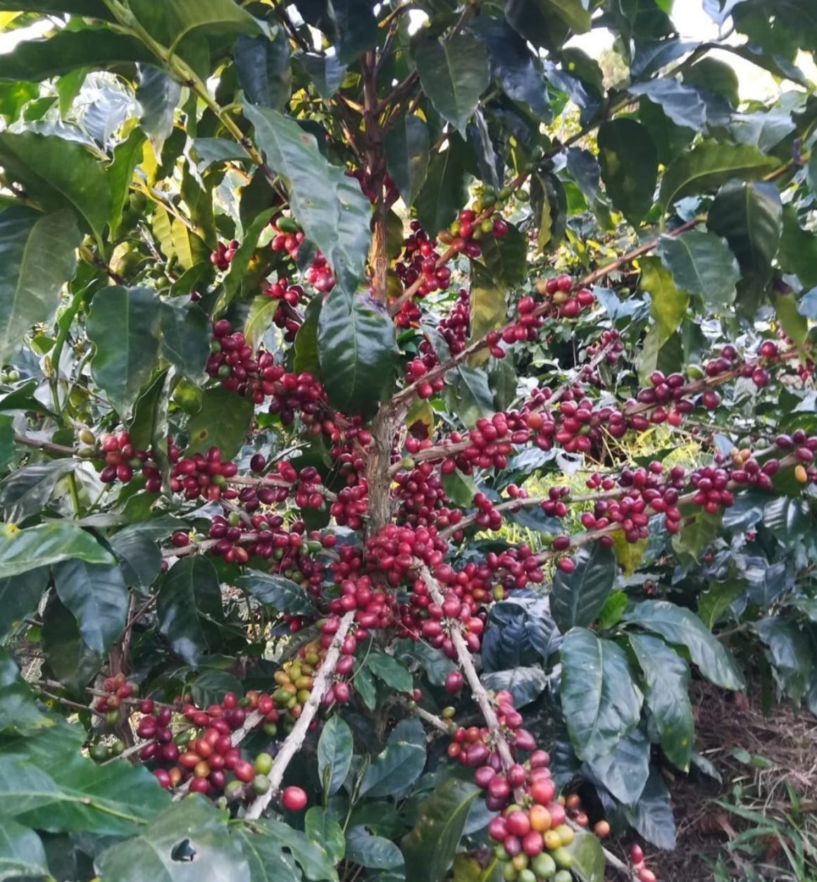 A close up of bright red coffee cherries on the tree surrounded by waxy green coffee tree leaves.
