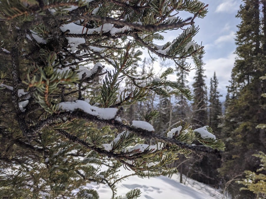 snow sitting on a spruce branch