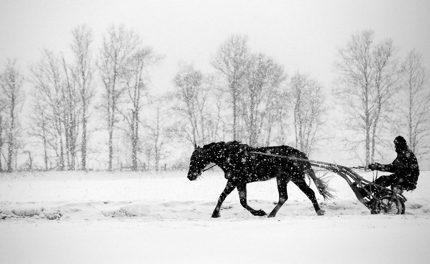 Wilfong horses plod through the weather.