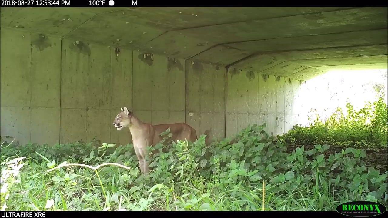 Meanwhile in Florida...panthers, gators and bears using wildlife crossings  - YouTube