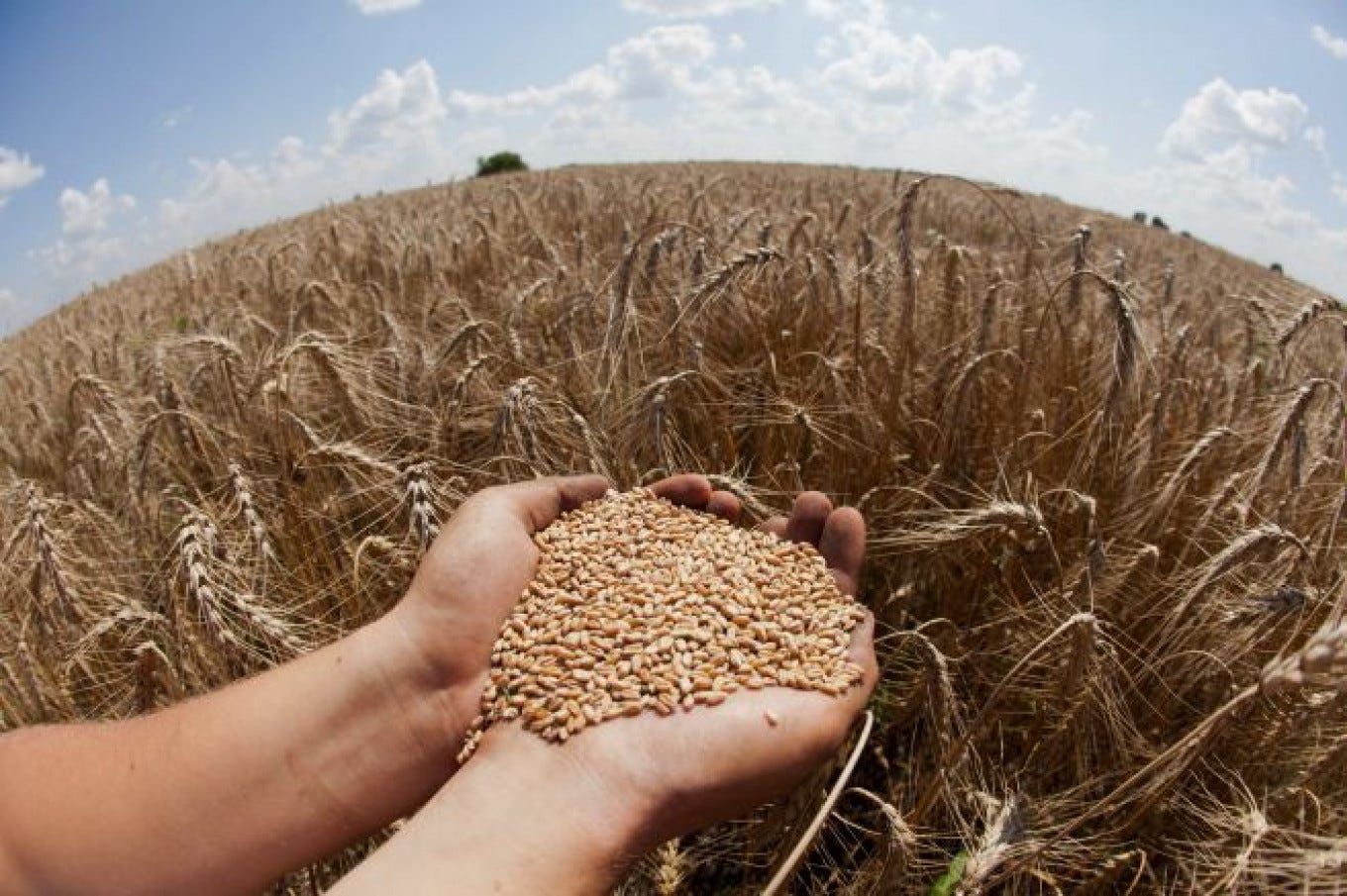 Russian Wheat Farmers Pray for Rain Amid Low Crop Yields