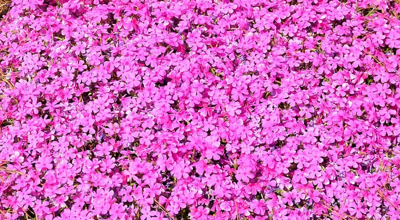 Pink phlox flowers | Pikrepo