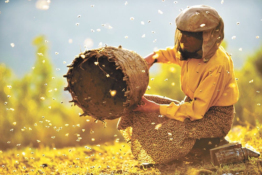 Turkish beekeepers spar with one another and nature in the ...