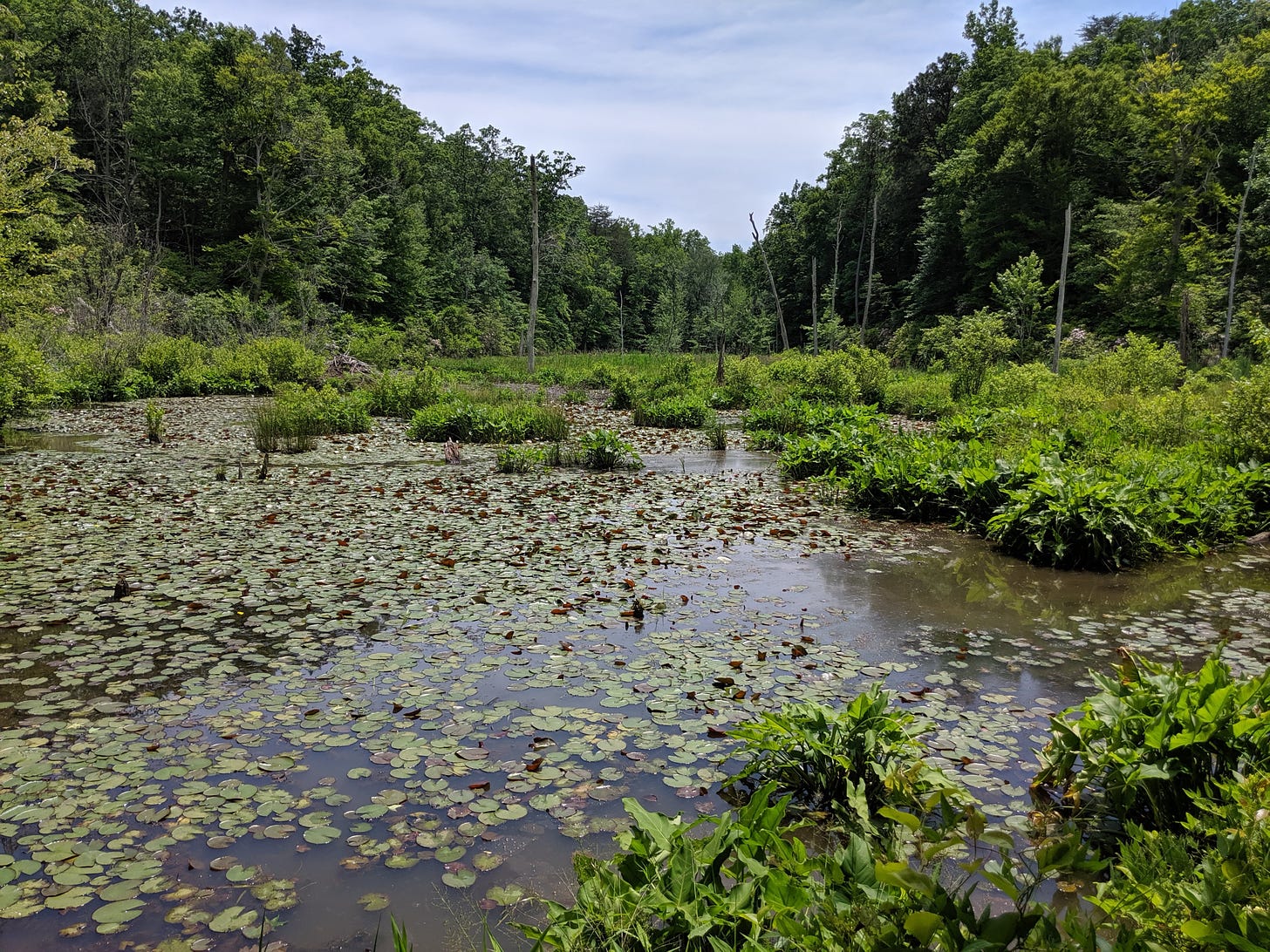 Green deciduous trees line a boggy area in Maryland, the lake-like area covered in water lilies and tall water grasses.