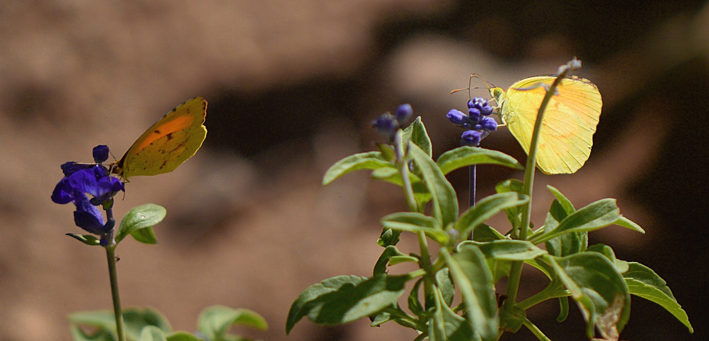 yellow butterflies on salvia farinacea
