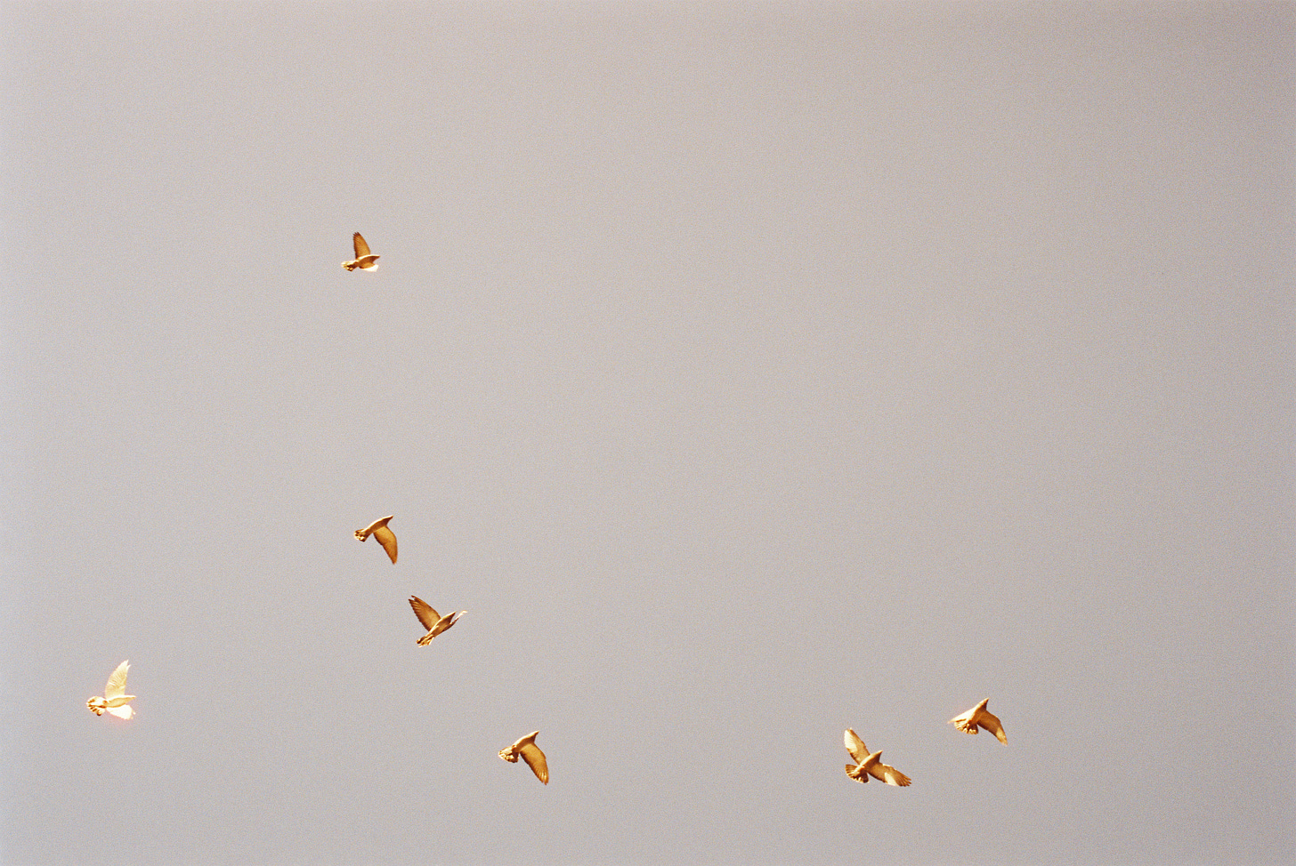 A photograph of a group of pigeons in flight.