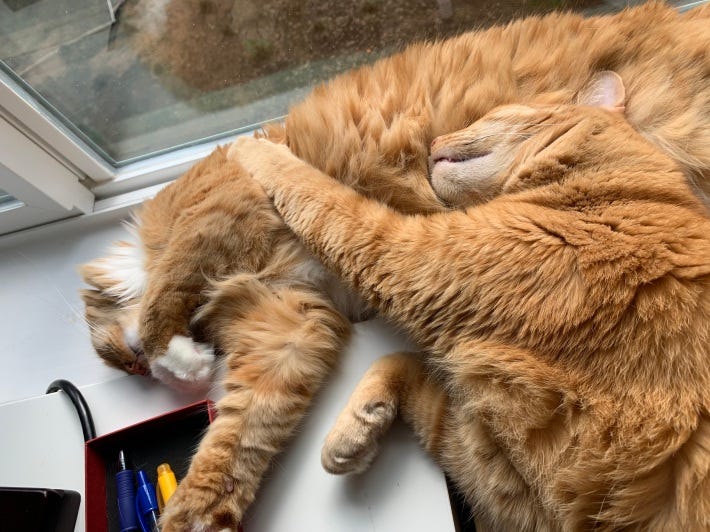Two furry, thick orange Tabby cats sleeping together on a window sill and desk