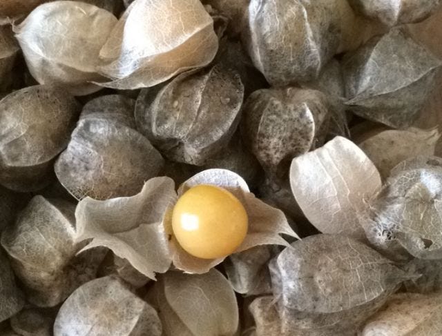 ground cherries