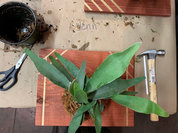 I took a staghorn fern mounting class, which was lots of fun. Let's hope this one survives!
