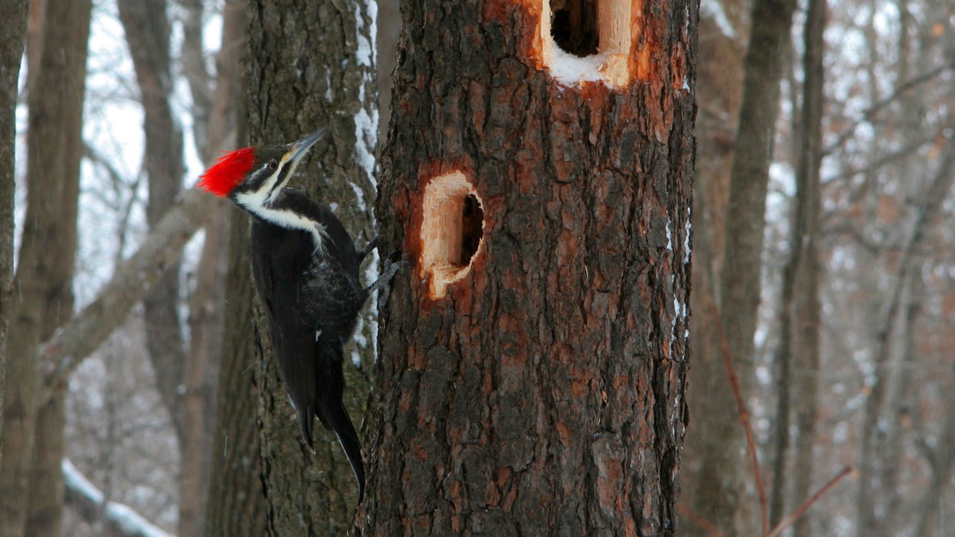 The Pileated Woodpecker in Winter - Cool Green Science