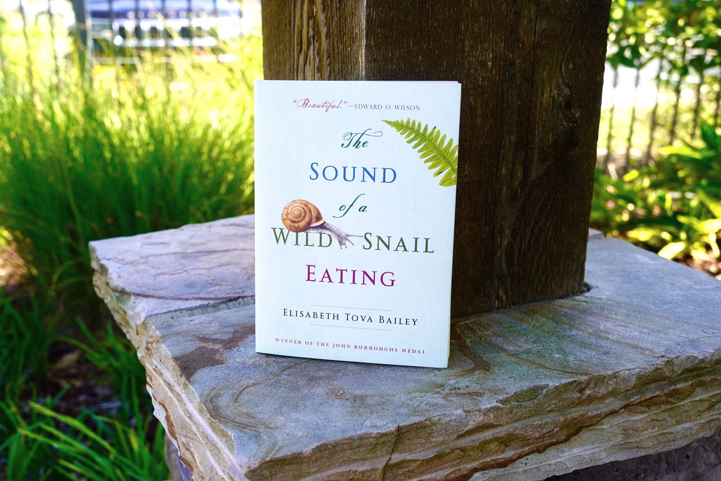 a photo of the book The Sound of a Wild Snail Eating sitting on a stone shelf near a wooden beam