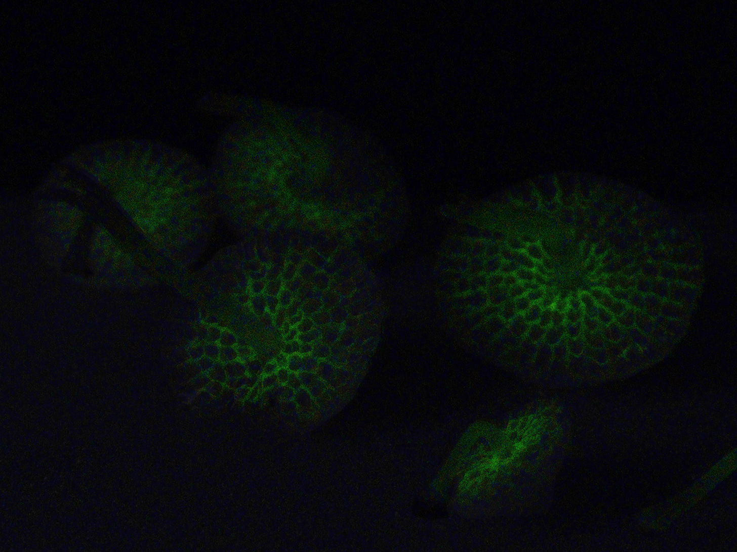 Bioluminescent Favolaschia manipularis
