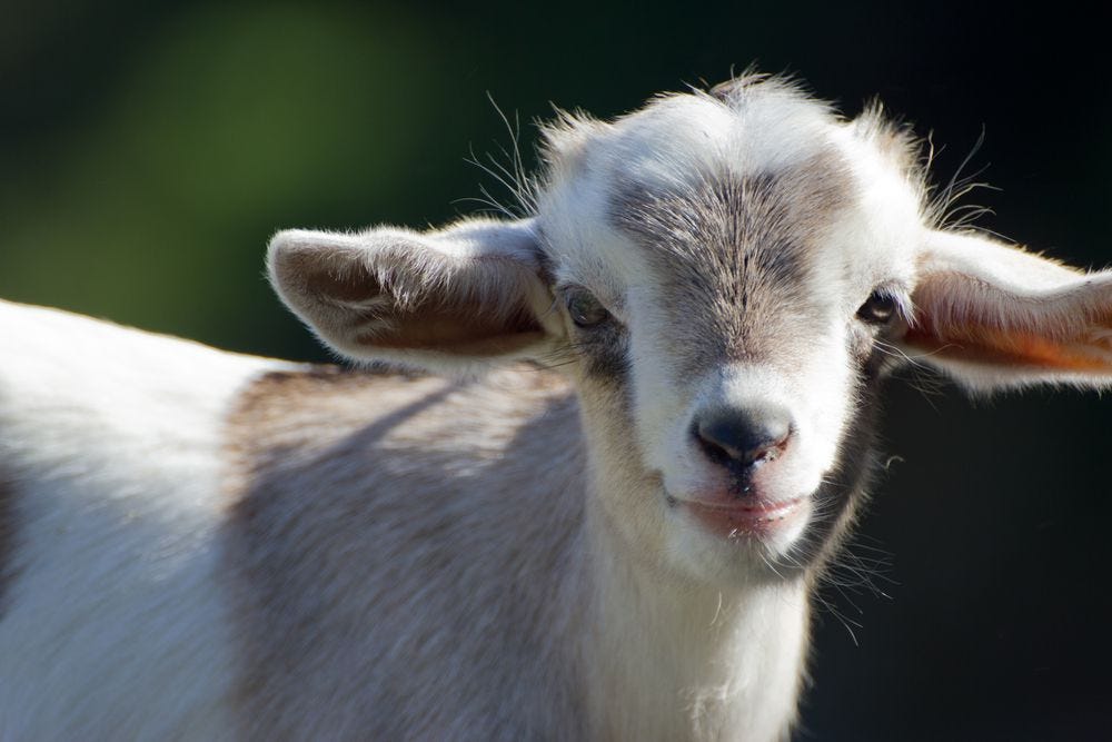 a closeup of a baby goat