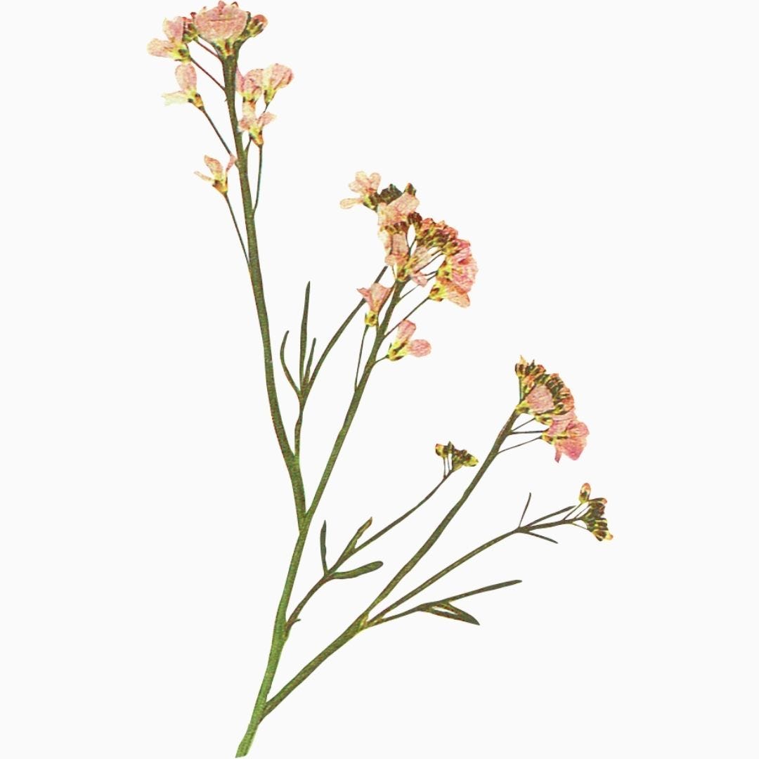 a decorative pressed wildflower sprig with dusty pink petals and slender branching stems