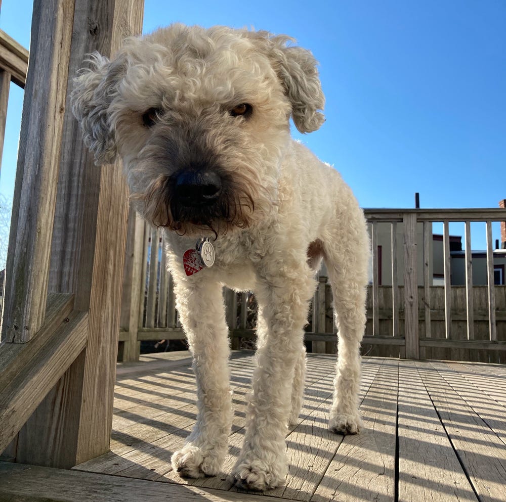 A dog with a white coat and black nose stands on a wooden deck, looking straight into the camera. The sky is very blue behind her.