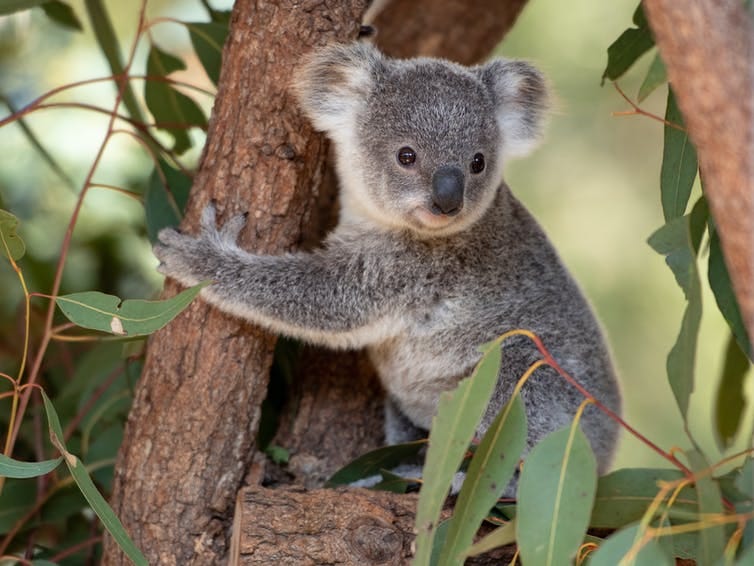 koala sitting in a tree