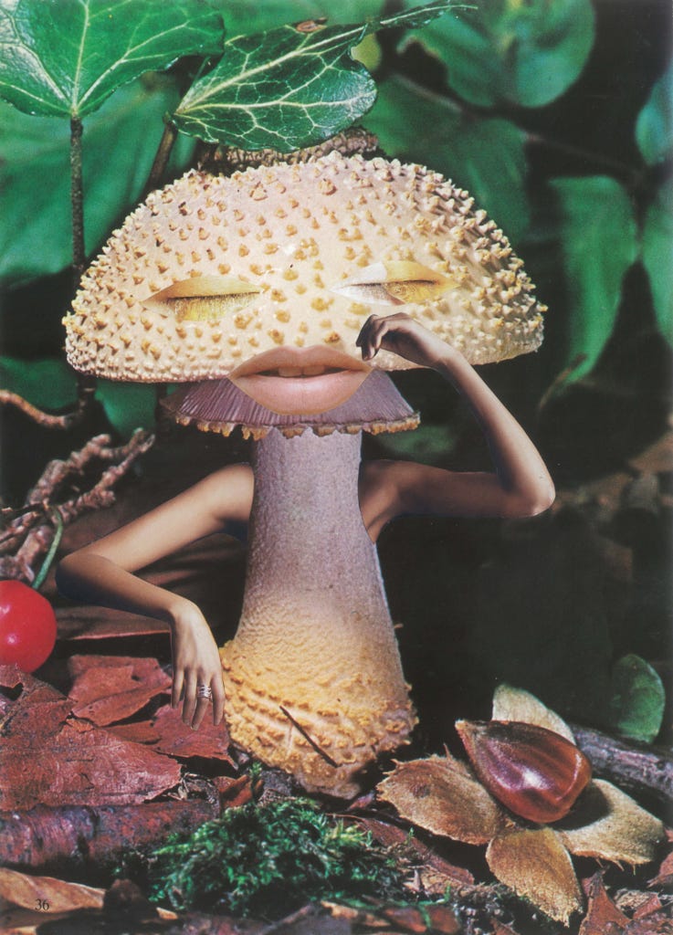 Mindful Mushroom