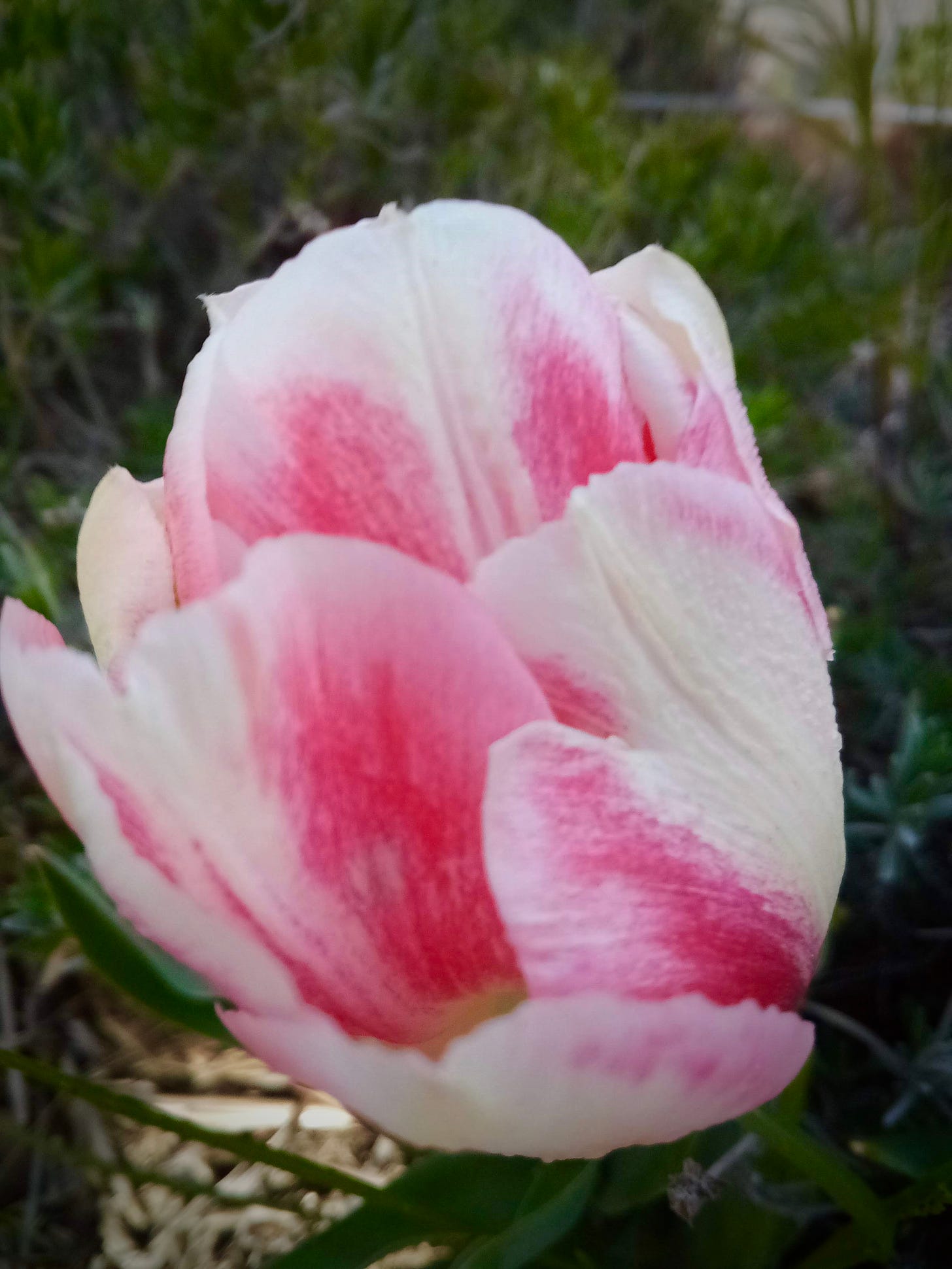 Tulip blossom, pink and white.