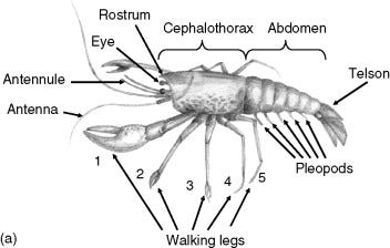 Decapoda - an overview | ScienceDirect Topics