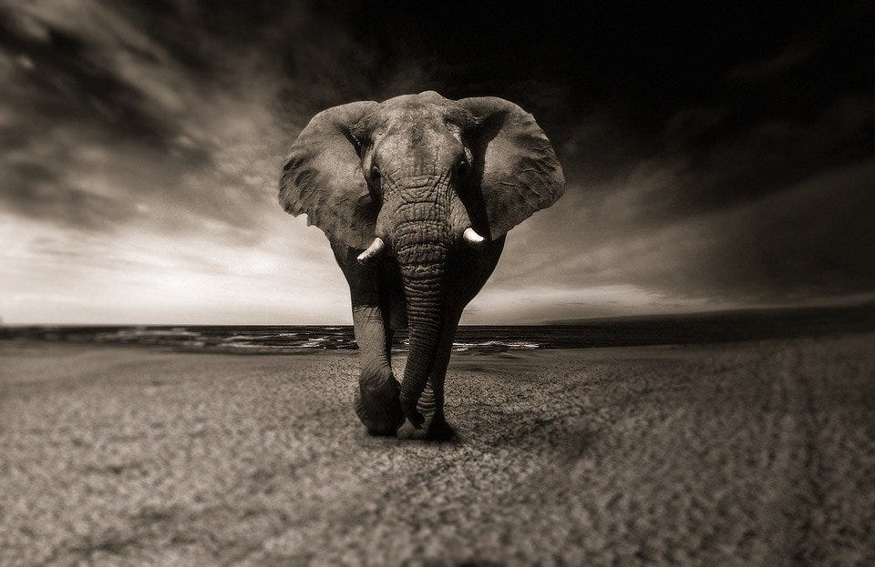 Elephant, Animal, Africa, Safari, Wild Animal, Creature