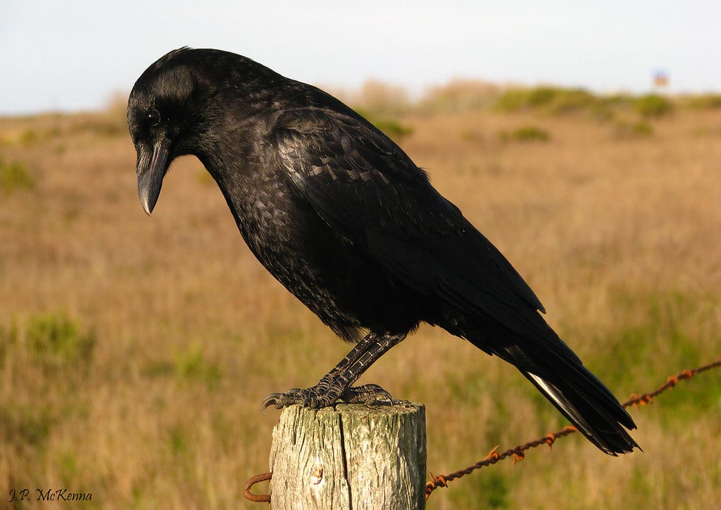 "American Crow - Corvus brachyrhynchos" by jpmckenna - Plotting 2020 Adventures is licensed under CC BY-NC 2.0 