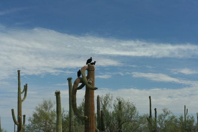 black vultures in a saguaro on the Mexican border