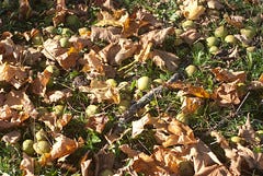 Walnuts and leaves