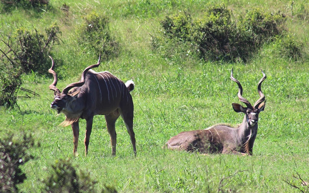 Two kudu bulls, one stands and the other lies down